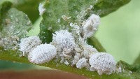 Leaf infested with small white insects, possibly mealybugs, 
      exhibiting a powdery appearance. The pests are scattered across the leaf, 
      impacting its overall health and aesthetics.