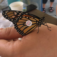 Tagged Monarch Butterfly on Hand