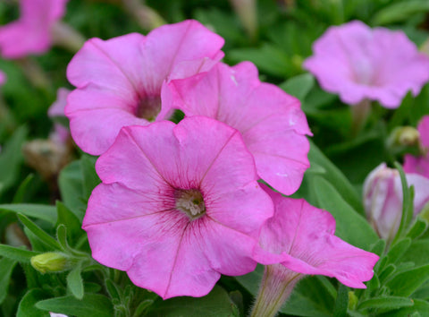 Closeup of pink petunia