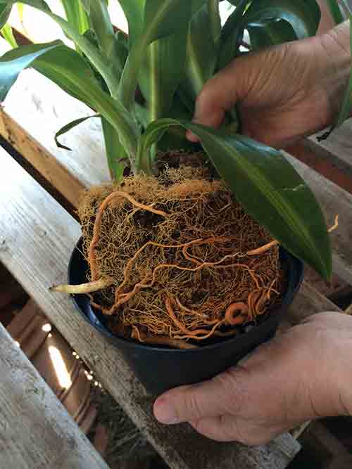 A person's hands gently holding a potted orchid with abundant tan roots 
    overflowing from the black pot, against a blurred background suggesting an outdoor or greenhouse environment.