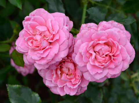 Closeup of pink roses in garden