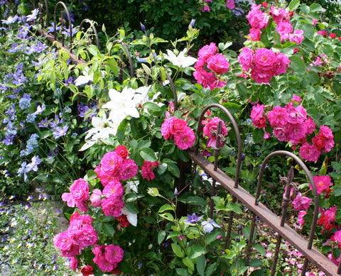 Spring garden with pink roses and white lilies on iron fence