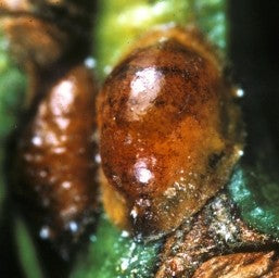 A close-up view reveals a green plant with a presence of scales—tiny insects with hard shells—infesting the leaves.