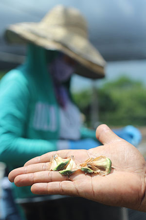 Norfolk Island Pine Seeds held in hand