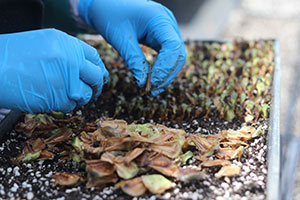 Planting Norfolk Island Pine Seeds