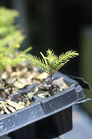 Norfolk Island Pine seedling in plastic tray