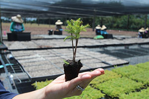 Norfolk Island Pine seedlings held in hand