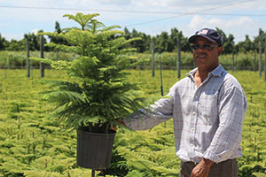 Man holding large Norfolk Island Pine plant