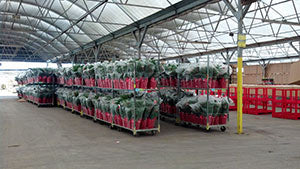 Norfolk Island Pines in packing house ready to ship out