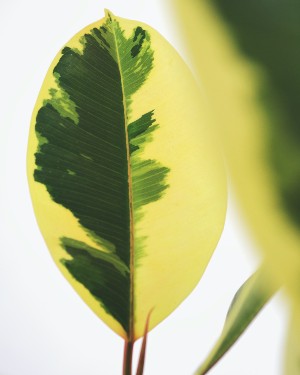 Close-up of a variegated leaf with vibrant green brushstroke patterns on a bright yellow background,
   the leaf's red stem subtly visible, set against a soft-focus backdrop of other leaves.