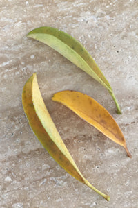 Three slender leaves in a gradient of colors ranging from green to yellow to brown, arranged diagonally on a 
     textured grey surface, representing a natural progression of leaf aging or seasonal change.