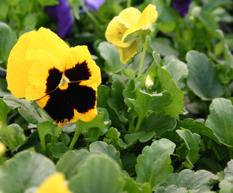 Closeup of yellow-and-purple pansy flower