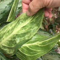 A person holding a vibrant green and yellow leaf from a houseplant in their hand. The leaf, likely part of a larger plant, is showcased, 
    possibly admired for its color or texture.