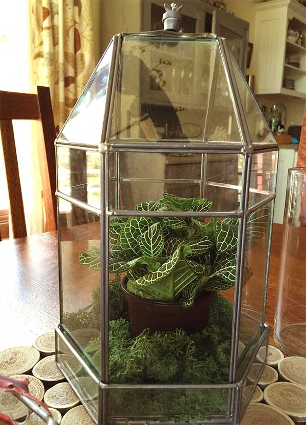 Tiny Greenhouse
