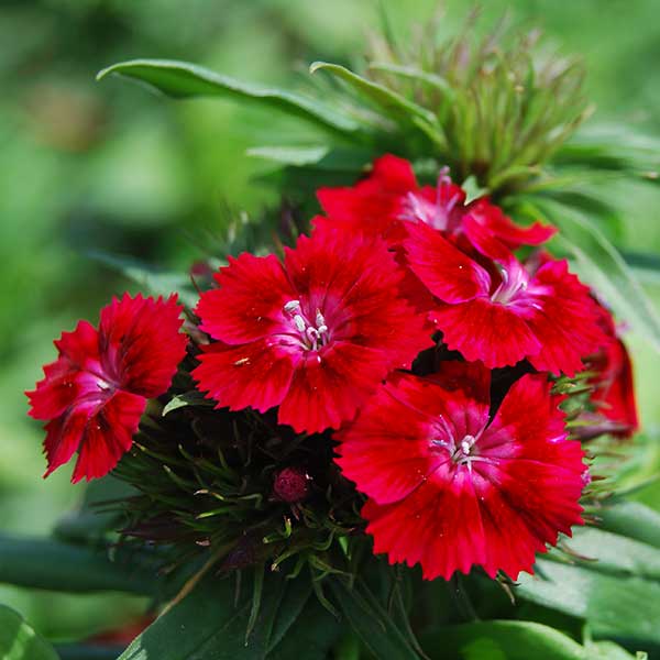 Dianthus