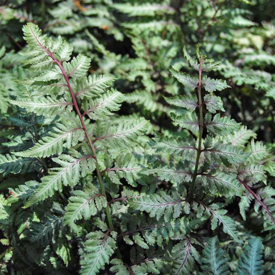 Japanese Painted Fern