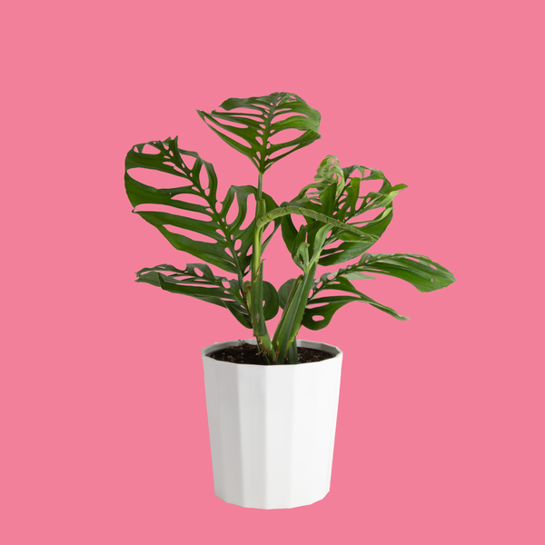 Monstera Esqueleto, a climbing houseplant in a white pot against a pink background