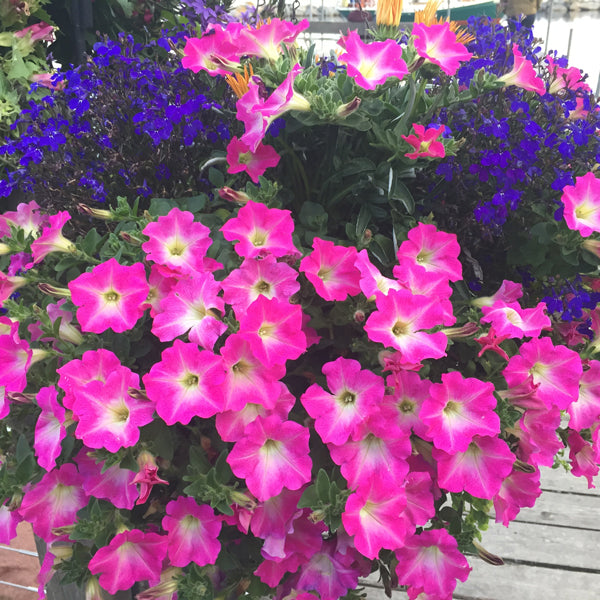 Petunia Paradise