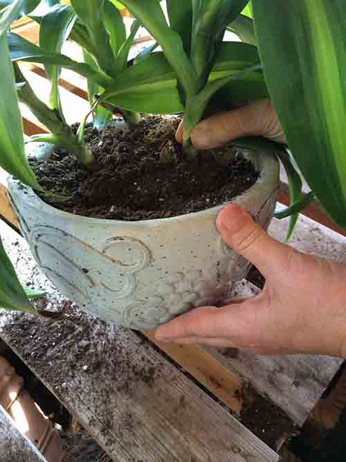 A pair of hands is repotting a green plant into a decorative stone-colored pot 
    with embossed designs. The potting soil is visible at the top, and some soil has 
    spilled onto the wooden surface below the pot.