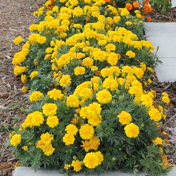 Marigold