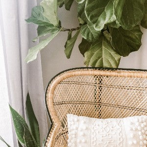 Part of a wicker chair with a decorative white cushion in a cozy corner adorned by the lush leaves of an indoor fiddle-leaf fig plant.