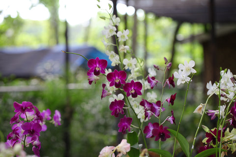 ¿Como cuidar tus orquídeas?