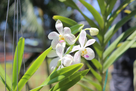 Cómo cuidar tus orquídeas? – Viveplants