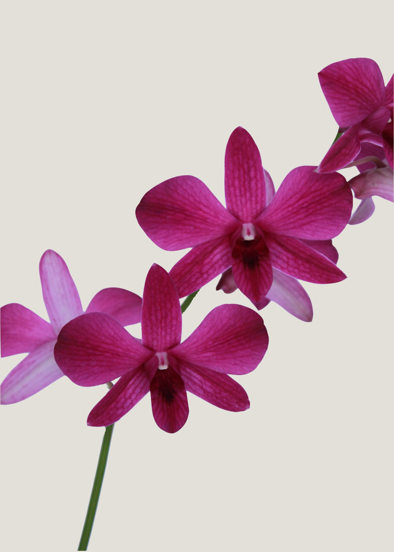 Orquídea Dendrobium Collage – Viveplants