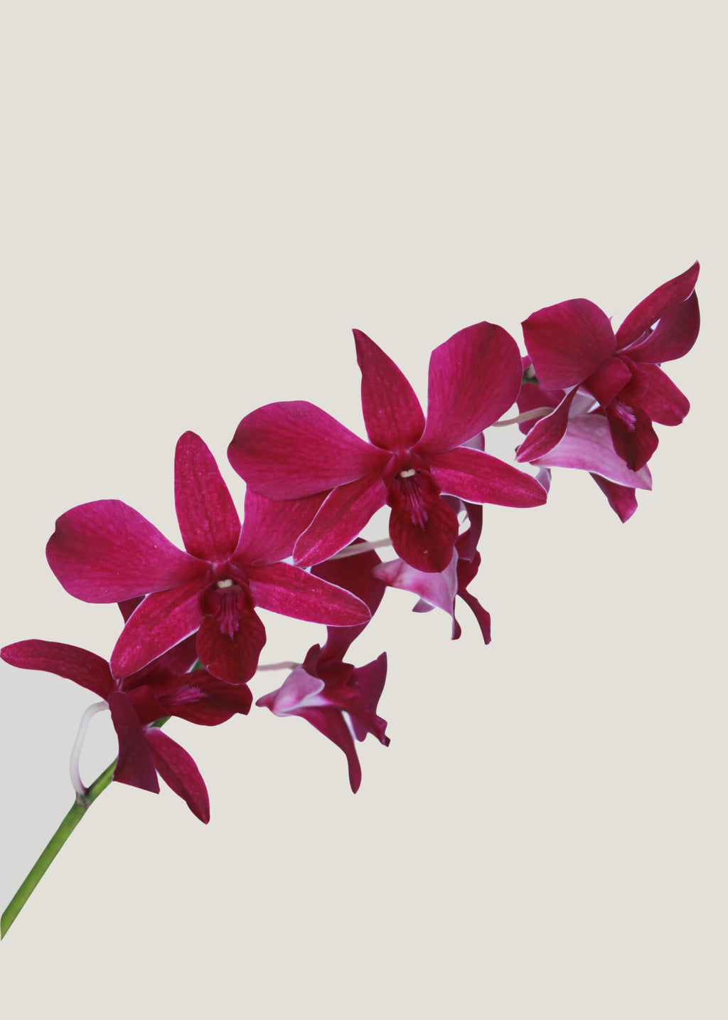 Orquídea Dendrobium Magenta – Viveplants