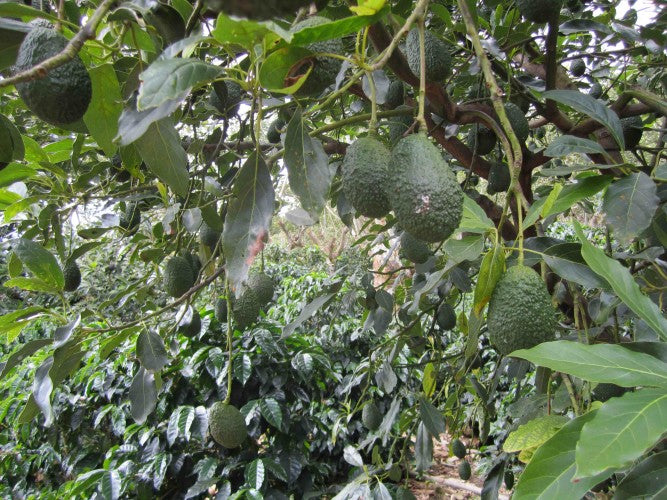 Avocados and coffee on Miguel Badilla's Rainforest Alliance certified farm in Santa Maria de Dota, Tarrazu, Costa Rica, 2012
