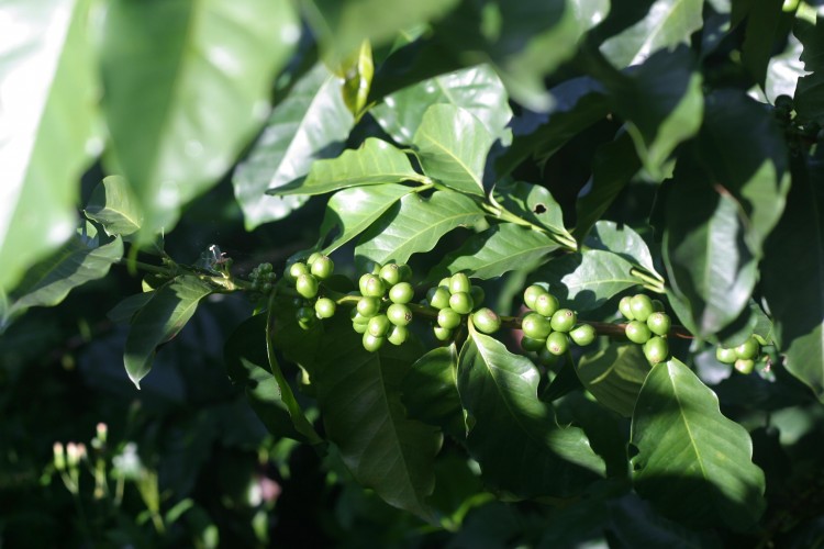 Green, unripe coffee cherries in development.