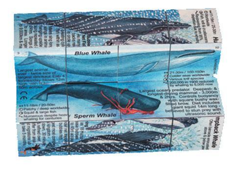 Zoobookoo Cube - Dolphins & Whales image