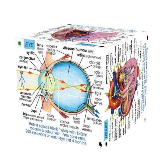 Zoobookoo Cube - Human Body image