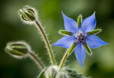 Borage Flower