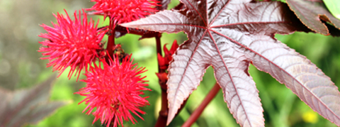 Castor Plant