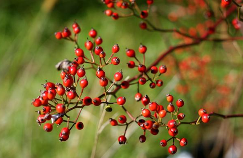 Rosehip Seed Plant