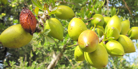 Argan Plant