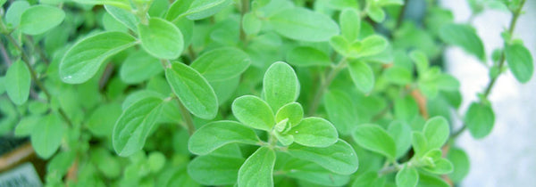 Marjoram