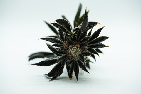 fleur de cannabis sativa