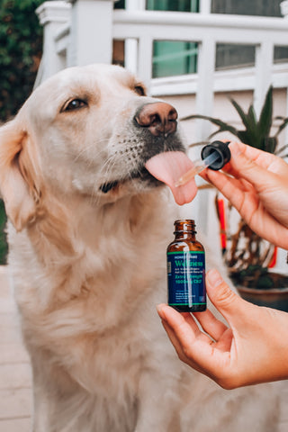 cbd pour le chien