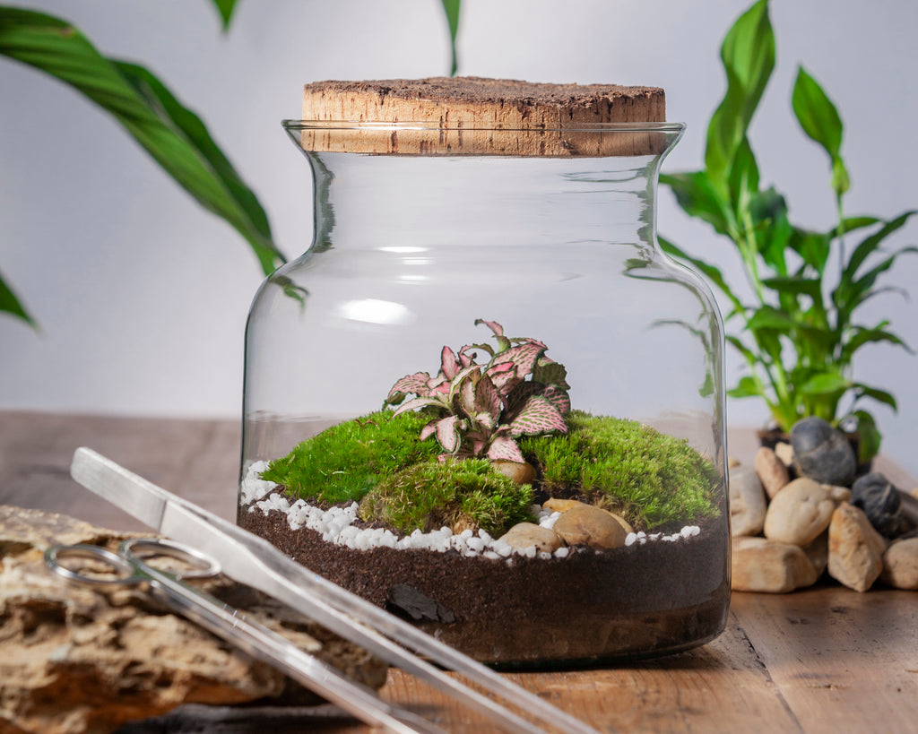 Pflanzen Im Glas Standort Und Pflege Plantaria Diy