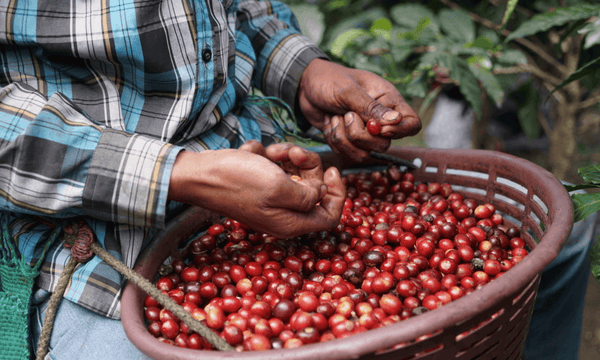 coffee cherries in basket