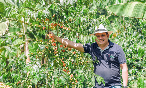 Oscar Daza picking organic coffee beans for Mayorga coffee