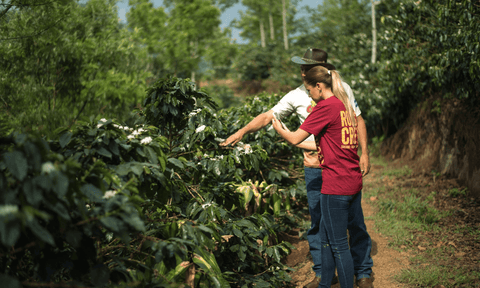 Coffee farm in Costa Rica