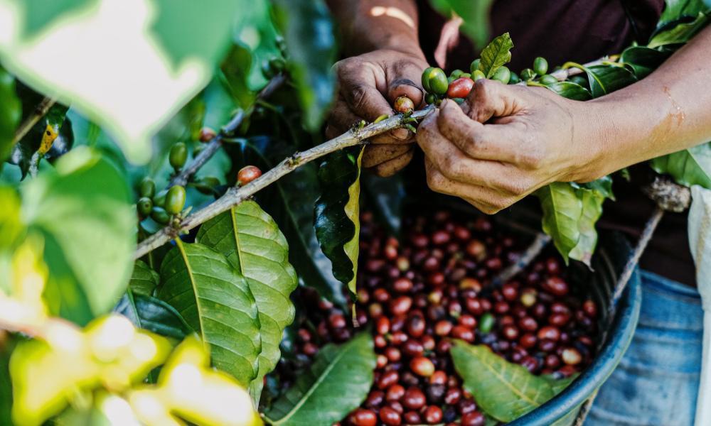 guatemalan coffee