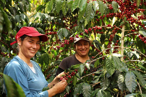 Two women picking coffee in Central America