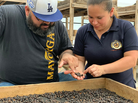 Miembros del equipo de Mayorga Coffee examinan granos de café de buena calidad