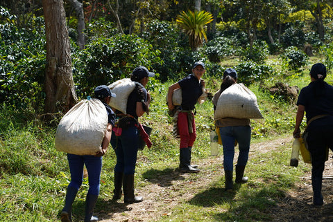 Trabajadores del café en Centroamérica cargando pesados ​​sacos a la espalda