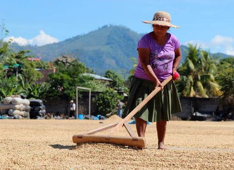 Woman in Central America spreading coffee beans to dry in the sun