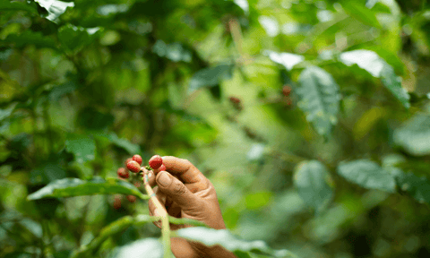 A hand picks coffee beans from a coffee plant in Central America